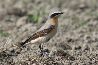 Tapuit - Wheatear - Oenanthe oenanthe