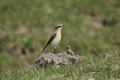 Tapuit - Wheatear - Oenanthe oenanthe