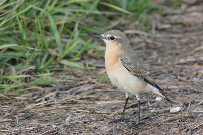 Tapuit - Wheatear - Oenanthe oenanthe