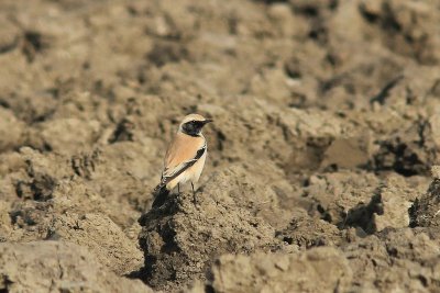 Woestijntapuit - Desert wheatear - Oenanthe deserti