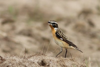 Paapje - Whinchat - Saxicola rubetra