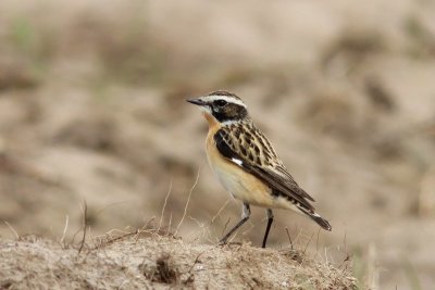 Paapje - Whinchat - Saxicola rubetra