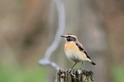 Paapje - Whinchat - Saxicola rubetra