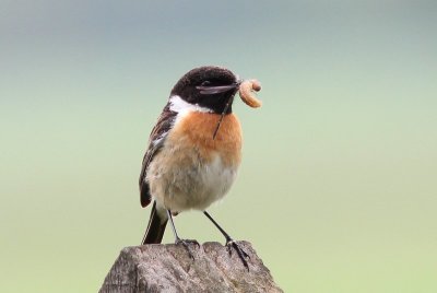 Roodborsttapuit - Stonechat - Saxicola torquata