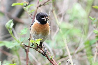 Roodborsttapuit - Stonechat - Saxicola torquata