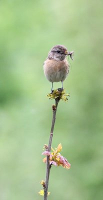 Roodborsttapuit - Stonechat - Saxicola torquata