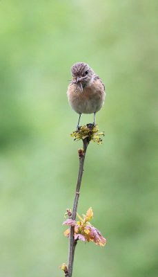 Roodborsttapuit - Stonechat - Saxicola torquata