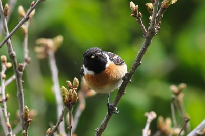 Roodborsttapuit - Stonechat - Saxicola torquata