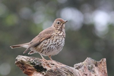 Zanglijster - Song Thrush - Turdus philomelos