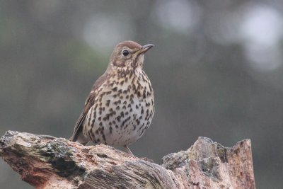 Zanglijster - Song Thrush - Turdus philomelos