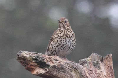 Zanglijster - Song Thrush - Turdus philomelos