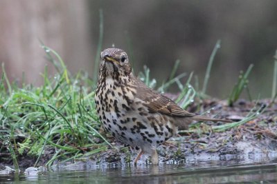 Zanglijster - Song Thrush - Turdus philomelos