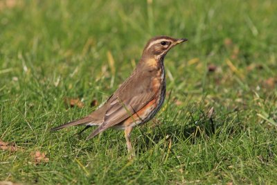Koperwiek - Redwing - Turdus iliacus
