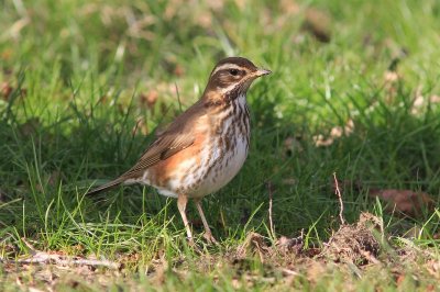 Koperwiek - Redwing - Turdus iliacus