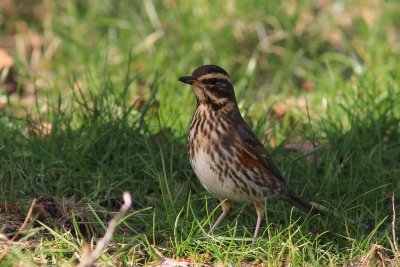 Koperwiek - Redwing - Turdus iliacus