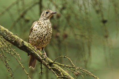 Grote lijster - Mistle Thrush - Turdus viscivorus