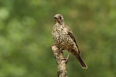 Grote lijster - Mistle Thrush - Turdus viscivorus