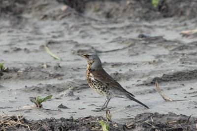 kramsvogel - Fieldfare - Turdus pilaris