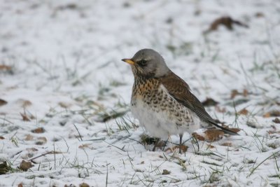 kramsvogel - Fieldfare - Turdus pilaris