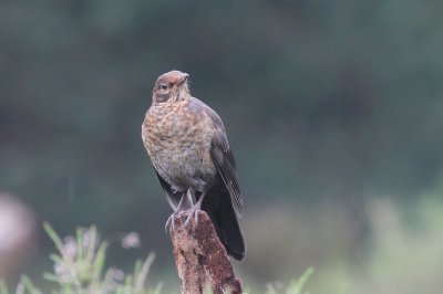 merel - Common Blackbird  - Turdus merula