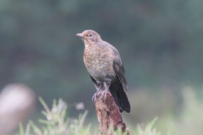 merel - Common Blackbird  - Turdus merula