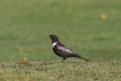 Beflijster - Ring ouzel - Turdus torquatus