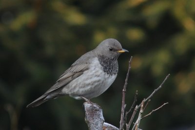 Zwartkeellijster - Black-throated thrush  -Turdus atrogularis