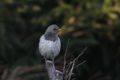 Zwartkeellijster - Black-throated thrush  -Turdus atrogularis