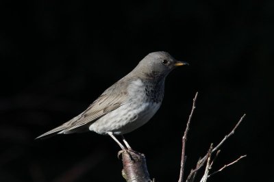 Zwartkeellijster - Black-throated thrush  -Turdus atrogularis