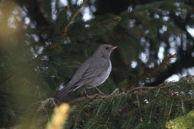 Zwartkeellijster - Black-throated thrush  -Turdus atrogularis