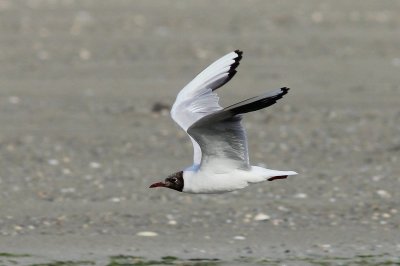 Kokmeeuw - Black-headed gull - Larus ridibundus