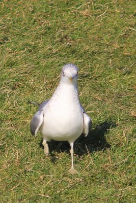 Stormmeeuw - Common gull - Larus canus