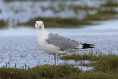 Zilvermeeuw - Herring gull - Larus argentatus