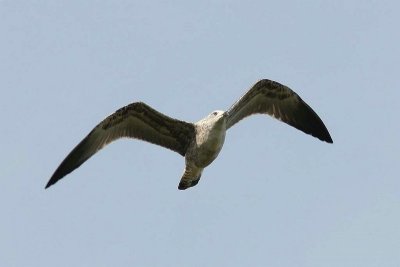 Geelpootmeeuw - Yellow-legged gull - Larus michahellis
