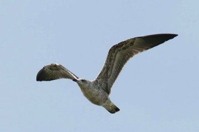 Geelpootmeeuw - Yellow-legged gull - Larus michahellis