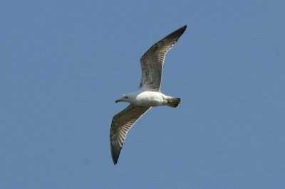 Geelpootmeeuw - Yellow-legged gull - Larus michahellis