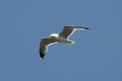 Geelpootmeeuw - Yellow-legged gull - Larus michahellis