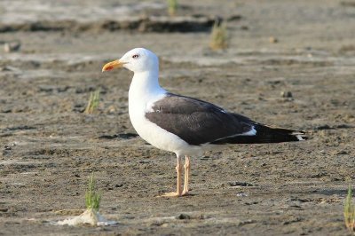 Kleine mantelmeeuw - Lesser black-backed gull - Larus fuscus