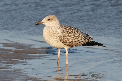 Kleine mantelmeeuw - Lesser black-backed gull - Larus fuscus