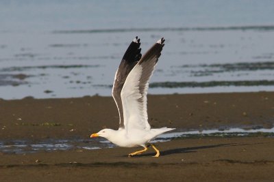 Kleine mantelmeeuw - Lesser black-backed gull - Larus fuscus