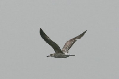 Kleine mantelmeeuw - Lesser black-backed gull - Larus fuscus