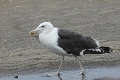 Grote mantelmeeuw - Grear black-backed gull - Larus marinus