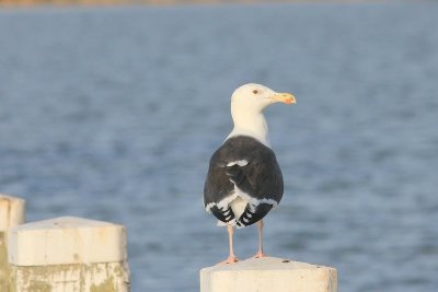 Grote mantelmeeuw - Grear black-backed gull - Larus marinus