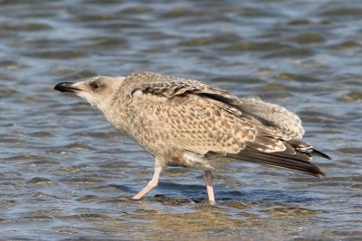 Grote mantelmeeuw - Grear black-backed gull - Larus marinus