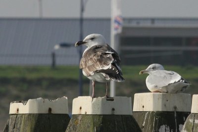 Grote mantelmeeuw - Grear black-backed gull - Larus marinus