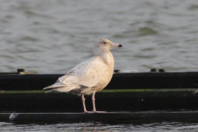 Grote burgemeester - Glaucous gull - Larus hyperboreus