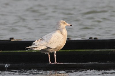 Grote burgemeester - Glaucous gull - Larus hyperboreus