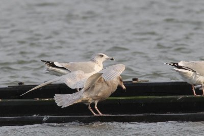Grote burgemeester - Glaucous gull - Larus hyperboreus