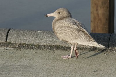 Grote burgemeester - Glaucous gull - Larus hyperboreus