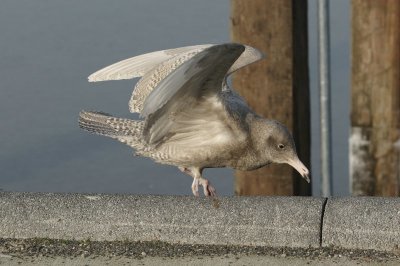 Grote burgemeester - Glaucous gull - Larus hyperboreus